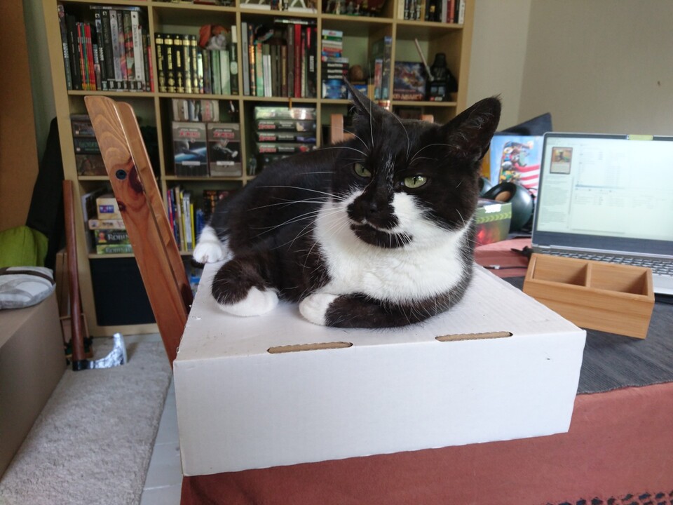 Wir wollen euch nicht den Tag verderben, indem wir diesen Artikel mit Bildern von Steuererklärungen zupflastern. Stattdessen gibt es Katzen wie hier den Stubentiger von Kollegin Nele.