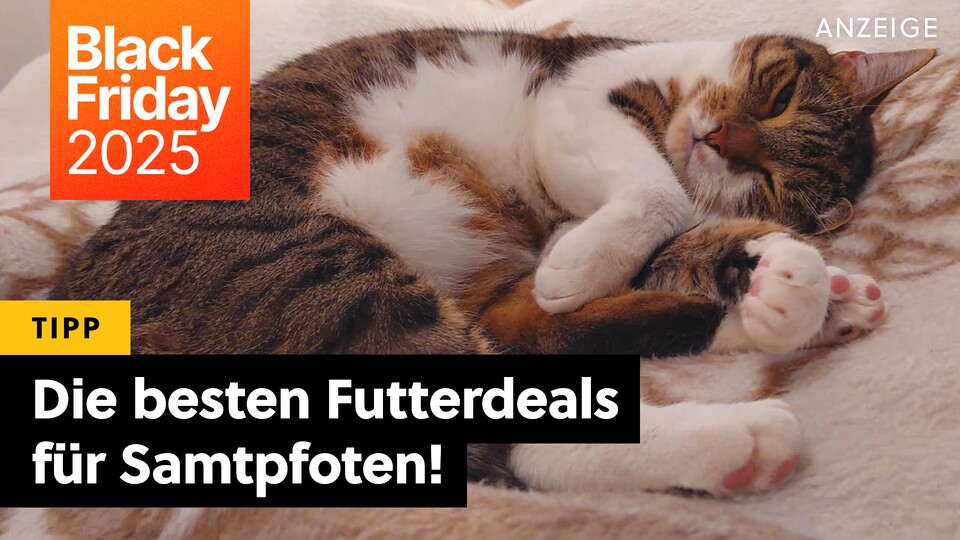 A full cat can look so happy, oh, so cute! You can save a lot on Amazon right now if you stock up on food for your furry friend for Black Friday.