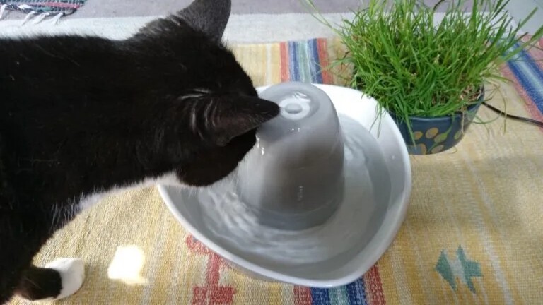Es gibt viele Trinkbrunnen für Katzen. Ich wollte einen aus Keramik und habe es auch nach Jahren nicht bereut. (Bildquelle: Nele Wobker)