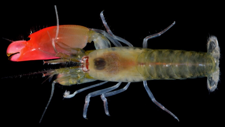 Die Inspiration: Der Schwanz des Pistolenkrebses