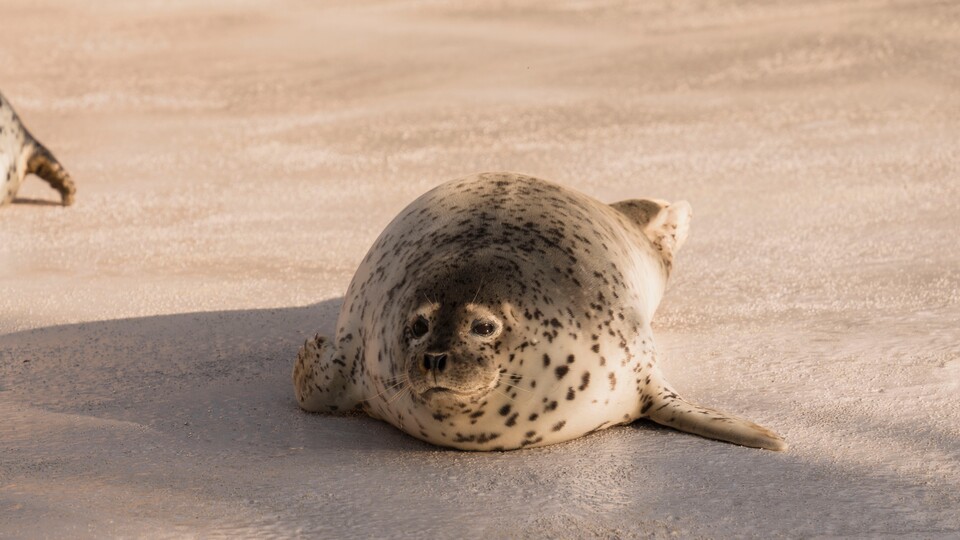 Auf den Miaodao-Inseln, die sich im Baubereich des Bohai-Strait-Tunnels befinden, leben viele Tierarten, wie etwa die Largha-Robbe. (Bildquelle: Rixx - stock.adobe.com)