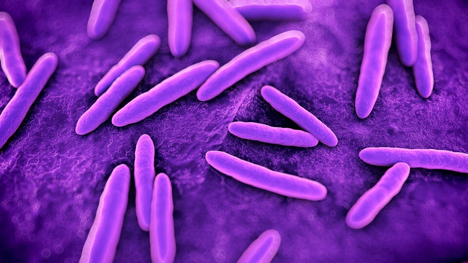 So könnten sie vielleicht ausgesehen haben, die Lila-Bakterien, welche einst der Erde ein gänzlich ungewohntes Antlitz gegeben haben. (Bild: Sebastian Kaulitzki - adobe.stock.com)