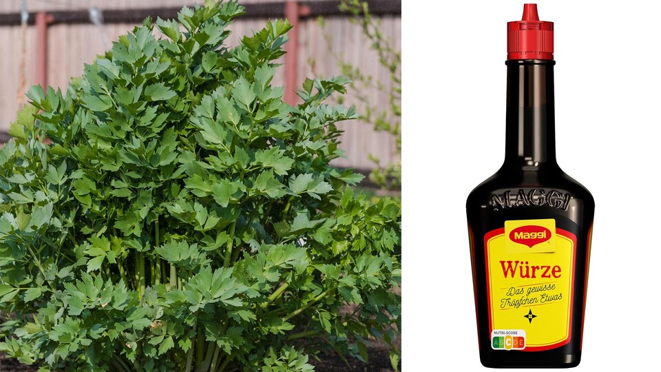 Maggi-Würze oder Liebstöckel? Lustigerweise ähnelt sich das Aroma, in Maggi ist aber kein Liebstöckel drin.