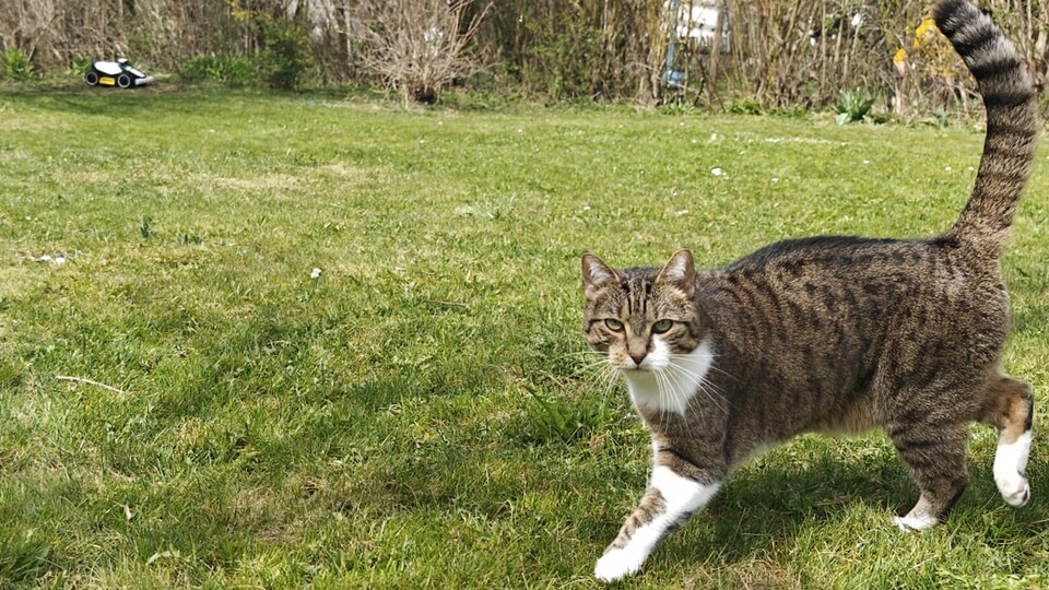 Tierschutz inklusive: Die intelligente KI-Vision erkennt über 300 verschiedene Objekte in Echtzeit und umfährt sie sanft, damit kleine Gartenbesucher sicher bleiben.