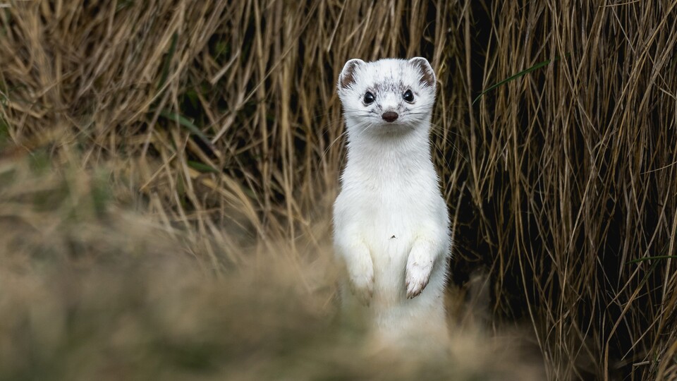 Der wohl süßeste Teufel im Tierreich: Marder sind ja schon schnuckelige Tierchen, aber sie sind auch fies.
