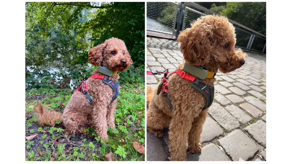 Trüffel ist klein und knuffig. Ein passendes GPS-Halsband zu finden, ist daher nicht leicht.