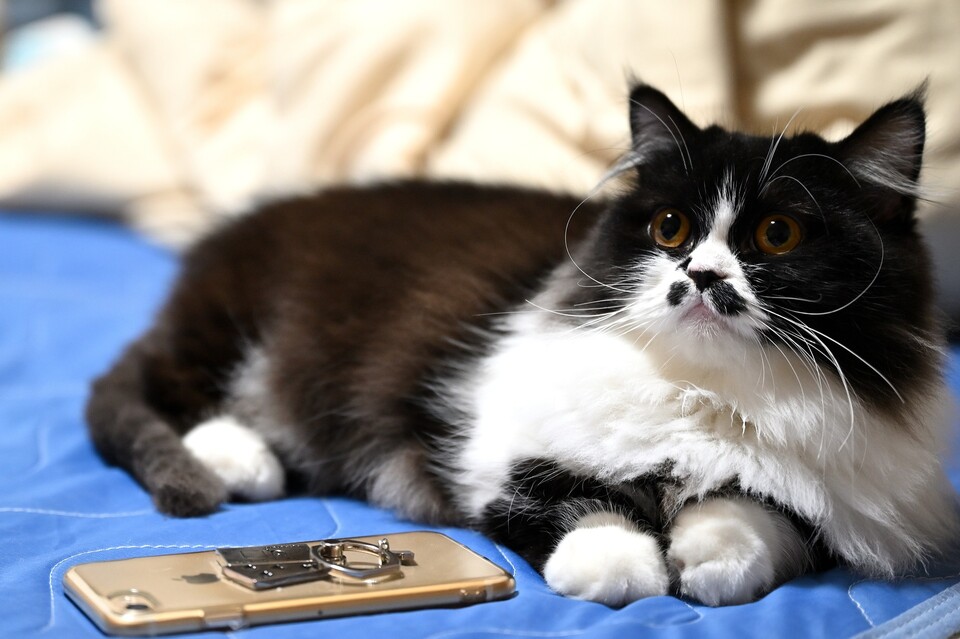 Auf allgemeinen Wunsch hier das Bild einer Napoleon-Katze.