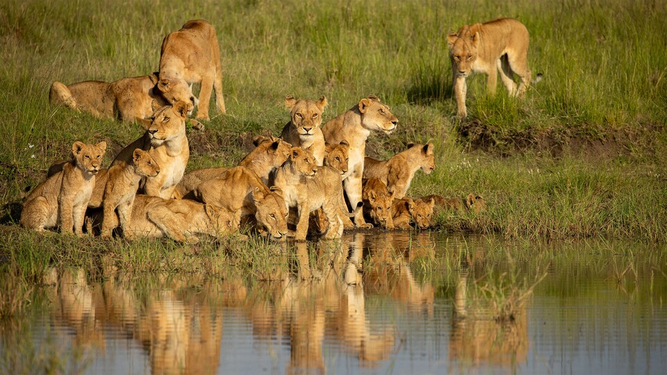 Das Löwenrudel am Wasser in den Grasländern der Maasai Mara in Kenia. (Bildquelle: National Geographic)