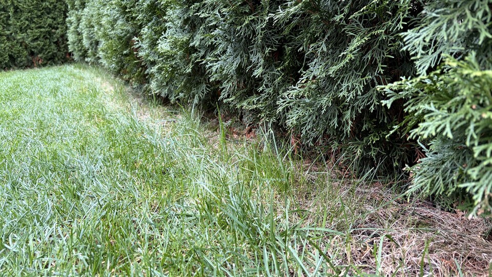 An festen Begrenzungen wie meinen Koniferen bleibt konstruktionsbedingt ein Streifen am Rasenrand stehen.