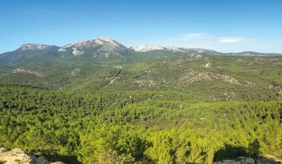 Heutige Kiefernwälder, die das Naturgebiet in der Region Murcia bedecken. (Bildquelle: Alhama Nature)