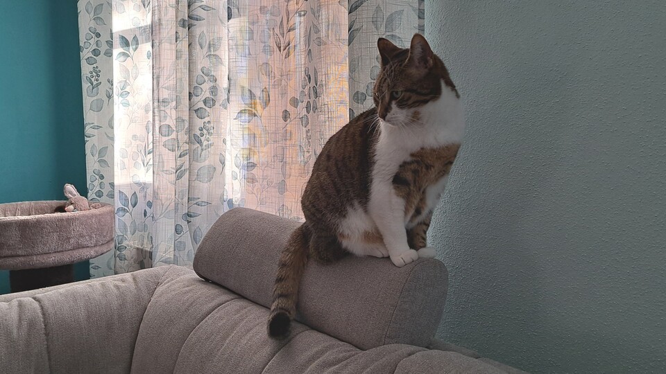 Seitdem ich die Haustierkamera von Petlibro zuhause stehen habe, kann ich mit ruhigem Gewissen das Haus verlassen und auswärts jederzeit prüfen, ob es Nita gut geht.