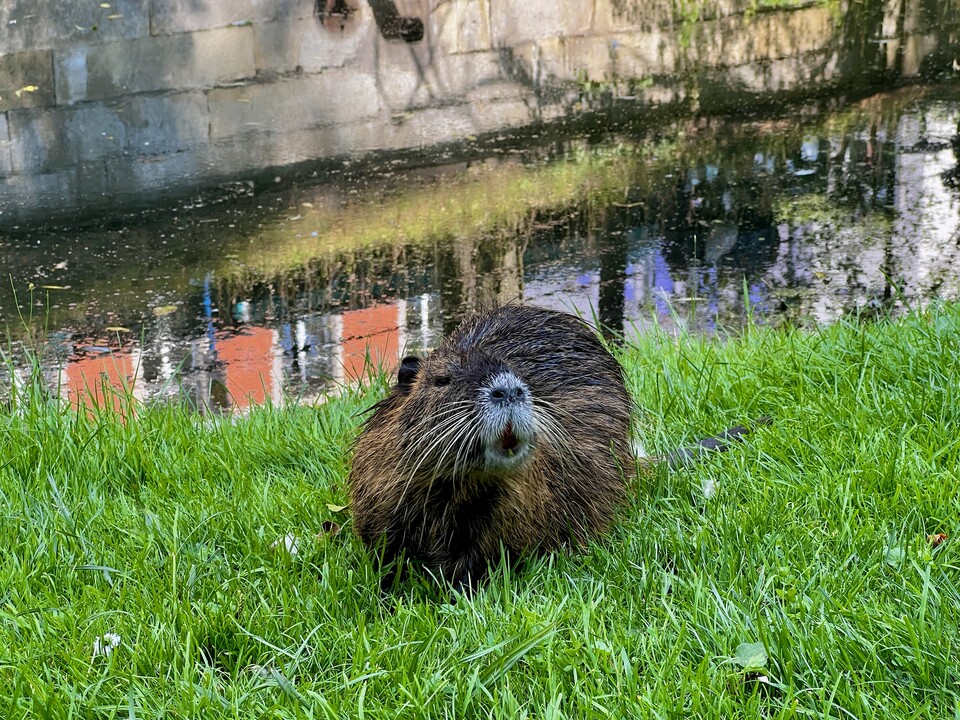 Das Nutria ist zwar niedlich, es soll aber trotzdem testweise aus dem Bild verschwinden. (Bild: GameStar Tech)