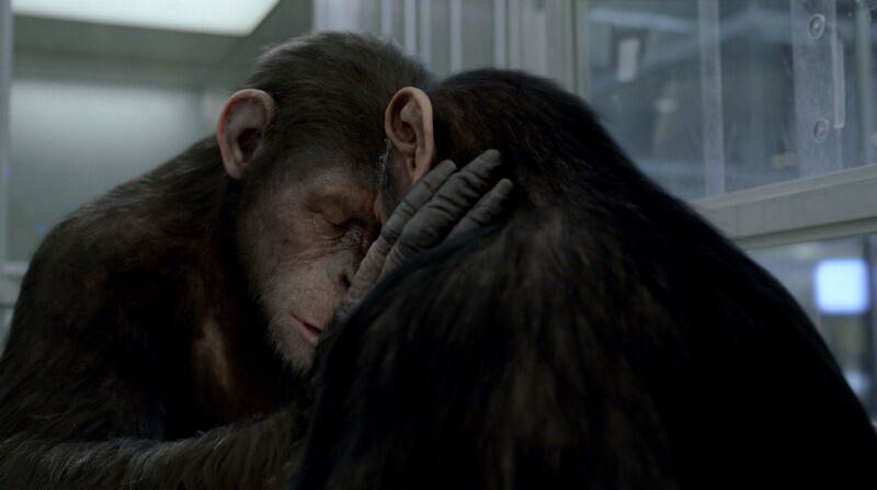 Planet der Affen: Prevolution spart nicht mit Emotionen.
