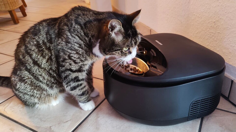 Mit ausgestreckter Zunge lassen sich die Futterstücken wohl besser aus dem Napf angeln.