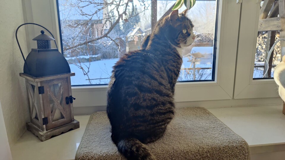 Nach dem Fressen macht das Beobachten von Vögeln im verschneiten Vogelhaus gleich noch mehr Spaß.