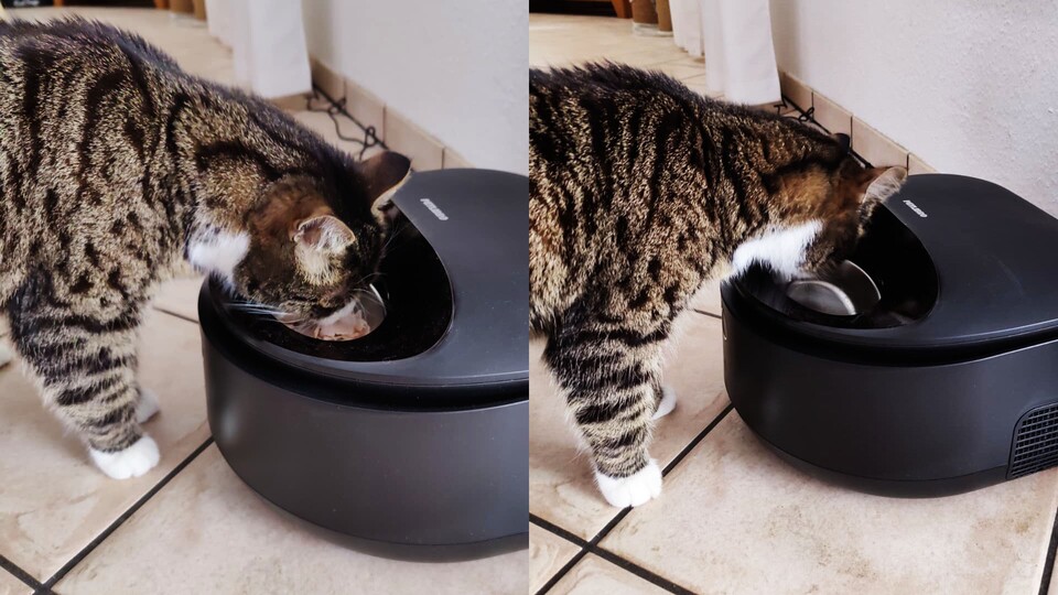 Das ging schnell – Sammy hat seine morgendliche Portion heute restlos aufgefuttert, nachdem sie vom Nassfutterautomaten bereitgestellt wurde.