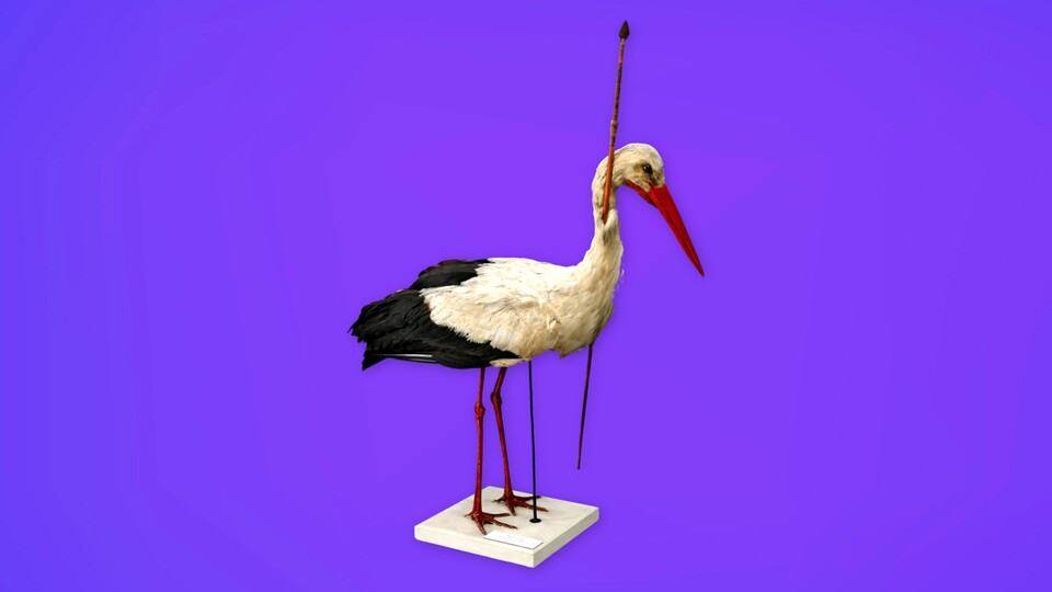 Bis heute erhalten: Der berühmte Pfeilstorch, der 1822 nach seiner Überwinterung in Afrika damit in Norddeutschland angekommen ist.