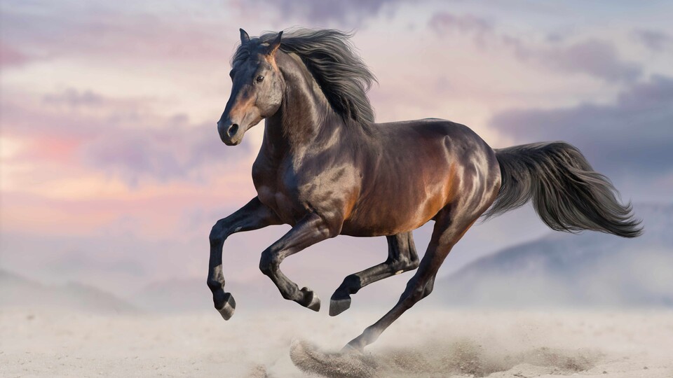 Pferde sind majestätisch. Dass es auch andere Meinungen gibt, lest ihr weiter unten im Artikel. (Bild: kwadrat70 - adobe.stock.com)