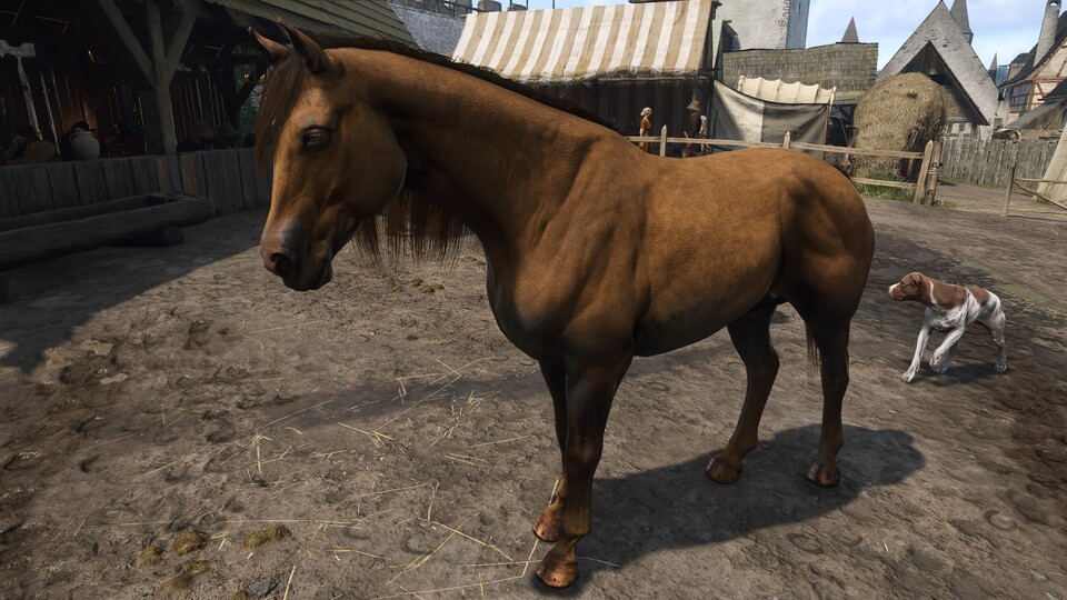 Kincsem galoppiert der Konkurrenz davon, allerdings trägt das Pferd dafür nicht viel von eurer Ausrüstung.