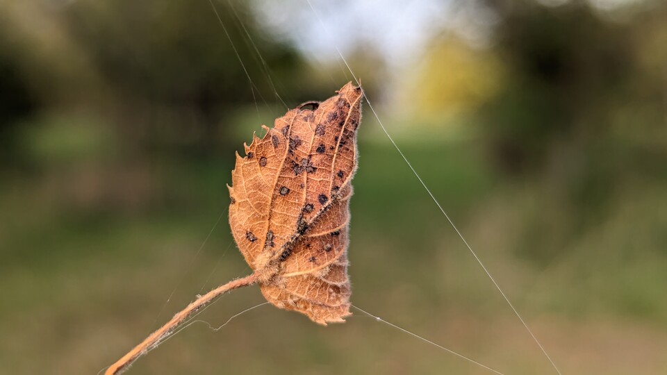Auch ohne dedizierten Makro-Modus kommt man recht nah an kleine Motive heran.