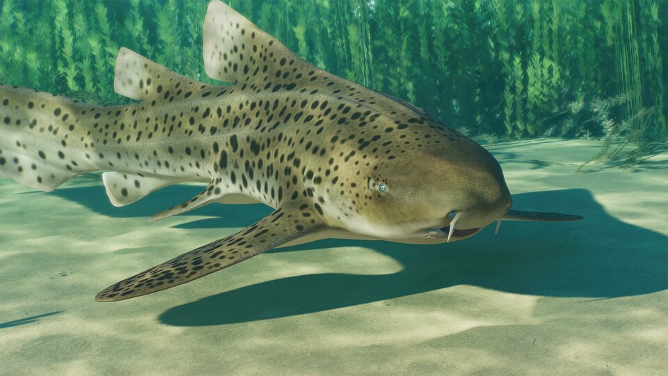 Leopardenhaie (auch Zebrahai genannt) gehören zu den nettesten Haien, denen man begegnen kann. Sie lassen sich oft auch bei Schnorchelausflügen im seichten Wasser beobachten.