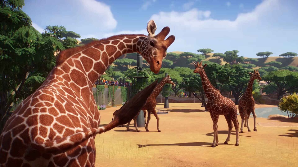 Afrika bietet mit Abstand die größte Auswahl an möglichst exotischen Tieren und die Giraffe ist ein Zoo-Klassiker.