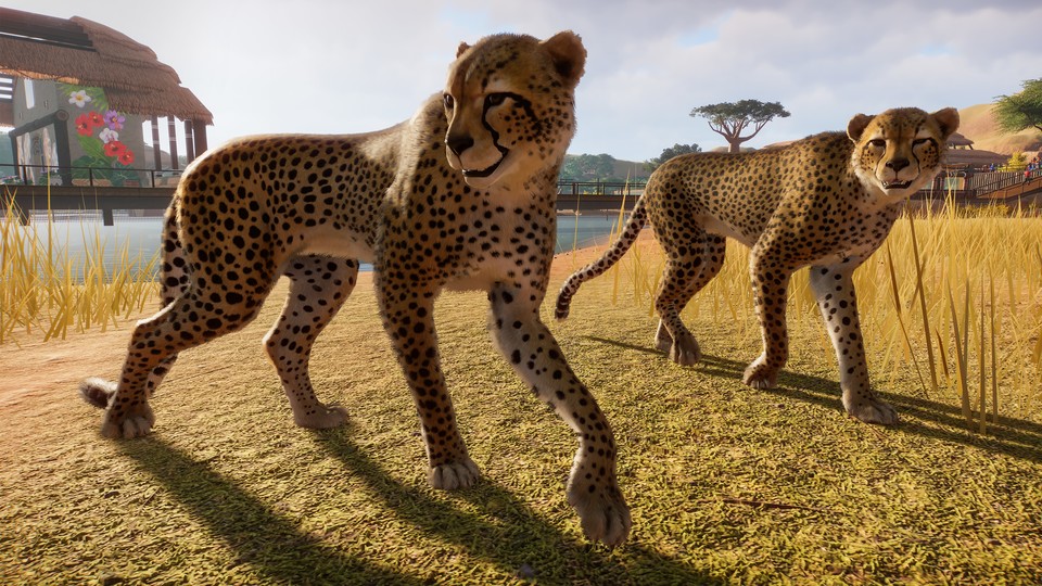 Geparden, Elefanten, Antilopen. In Planet Zoo wimmelt es vor exotischen Tieren.