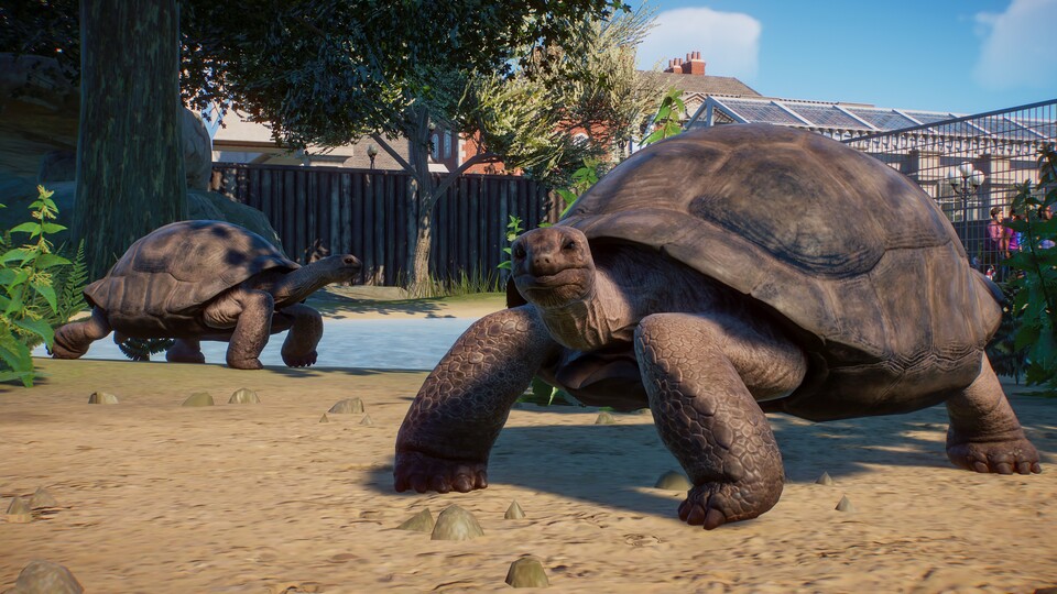 Schildkröten werden auch in Planet Zoo steinalt. Künftig können sie sogar gar nicht mehr sterben. Wenn ihr wollt. 