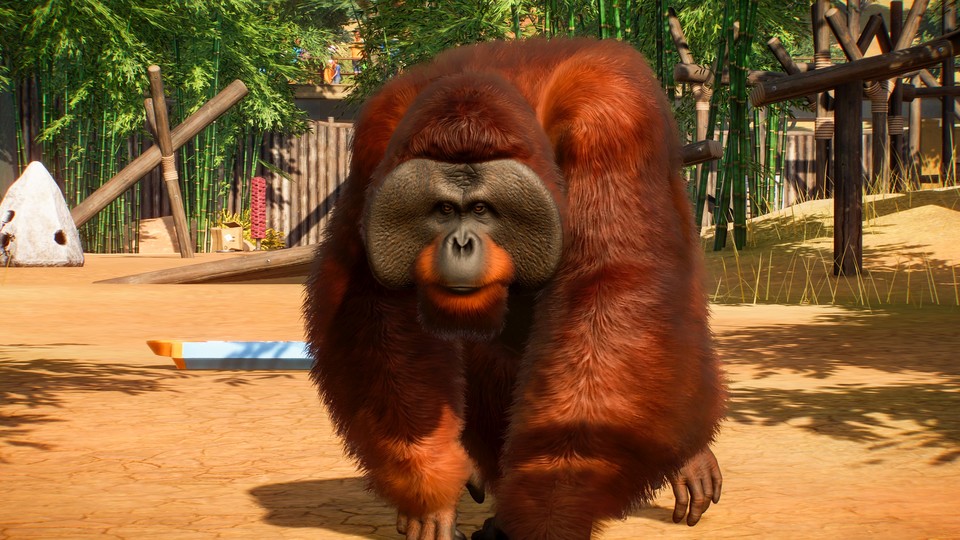 Der Borneo-Orang-Utan ist eine ziemlich imposante Erscheinung.