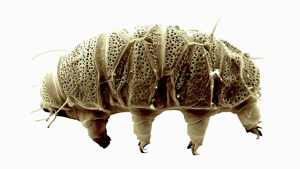 Winzig klein, und dennoch absolut faszinierend: Bärtierchen. (Bild: Wikimedia, Kiosya Y, Vončina K, Gąsiorek P)