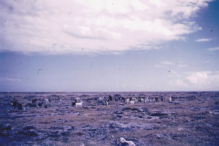 Die importierten Ziegen waren das Einzige, was nach dem Ende des Guano-Abbaus auf Lady Elliot Island übrig geblieben war. (Bildquelle: Xataka | ABC)