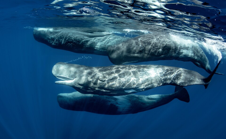 Sperm whales live in groups and clans. Many of them have their own dialect. (Image: Willyam via Adobe Stock)