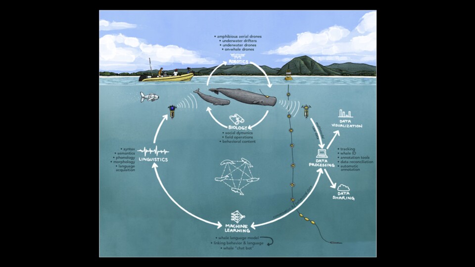 This is what Project CETI's approach looks like in a picture. (Image: Sciencedirect)