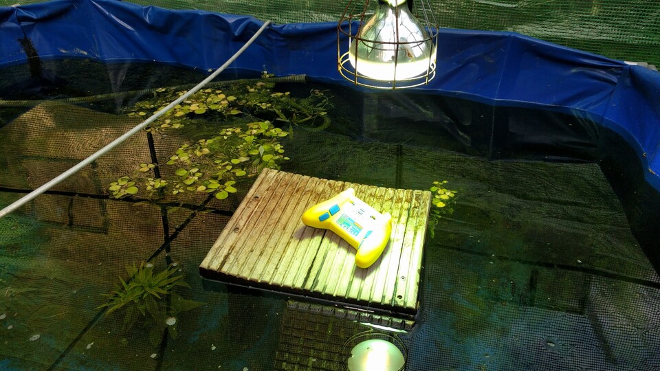 Selbst unter mehrmaligem Wenden (bei der Rückseite hätte ich mir das sparen können, weil nur das Labyrinth auf der Vorderseite aufgeladen werden kann) unter der Schildkrötenlampe hat sich der Glow-Effekt nicht sehr lange gehalten. (Bildquelle: Nele WobkerGameStar Tech)