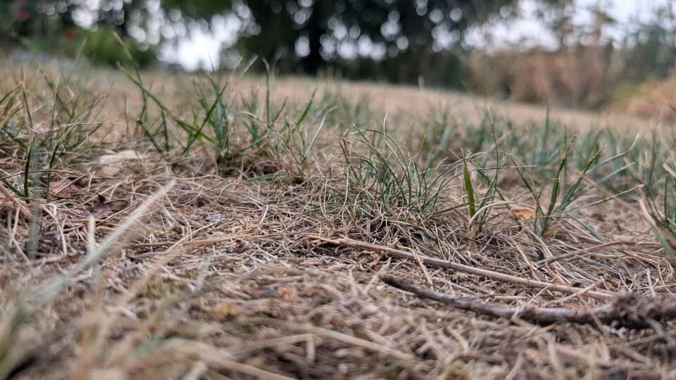 Hier seht ihr meine ehemalige Wiese. Wo noch vor einigen Wochen Grün vorherrschend war, ist jetzt alles vertrocknet.