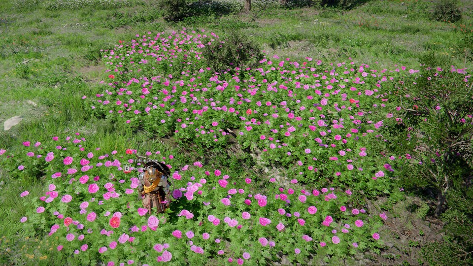 Die roten Blüten sind die, die ihr pflücken könnt.