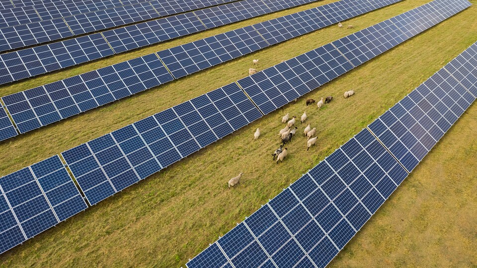 Oftmals werden ganze Schafherden auf Photovoltaik-Anlagen losgelassen. (Bild: Cloudy Design - adobe.stock.com)