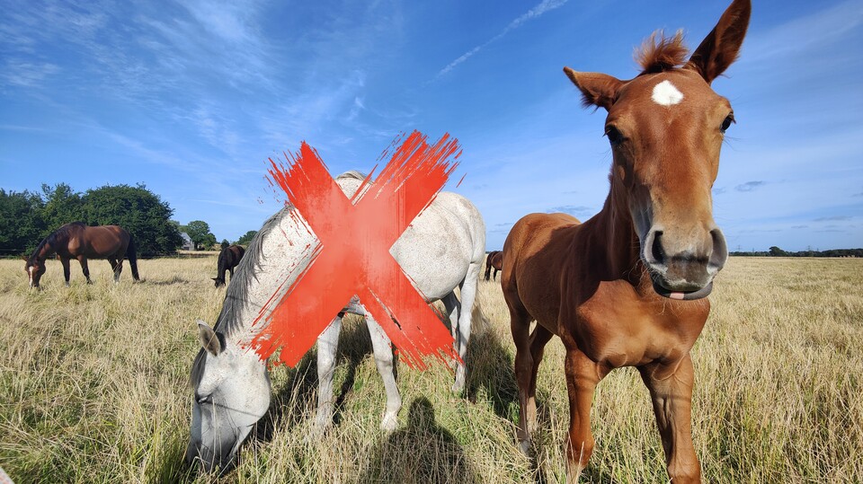 Verzeiht den Flachwitz aber son Schimmel im Haus ist wirklich unpraktisch. Habt ihr denen schon einmal hinterhergewischt?