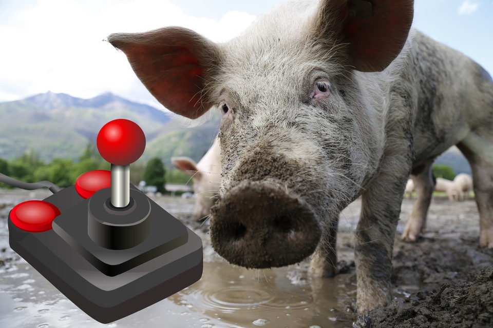Schweine mussten einen Intelligenztest mit einem Videospiel meistern.