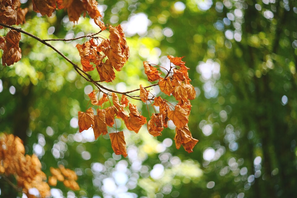 Ein Bokeh wie dieses kann durch ein Handy simuliert werden, doch es wird niemals echt sein. Dieses Foto habe ich mit dem Thypoch Eureka 50mm F2 an der Sigma BF geschossen. Das Objektiv hat ein traumhaftes Bokeh, das aussieht, als würde es um das Motiv herum wirbeln.