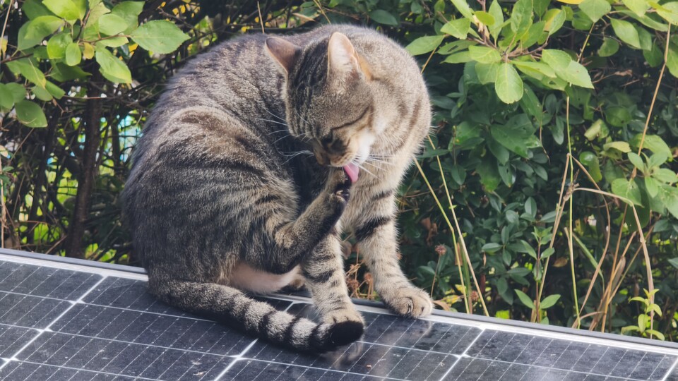 Protipp: Versucht Verschattungen auf den Solarmodulen zu vermeiden. Diese Katze mag niedlich sein, sie senkt aber auch den Ertrag - weglocken mit Leckerl ist erlaubt!