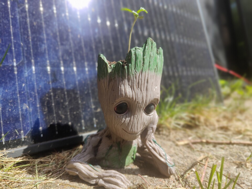 Mini-Groot schaut auch ganz glücklich, auch wenn sein Schattenwurf uns gerade ein paar Watt kostet. Böser Groot!