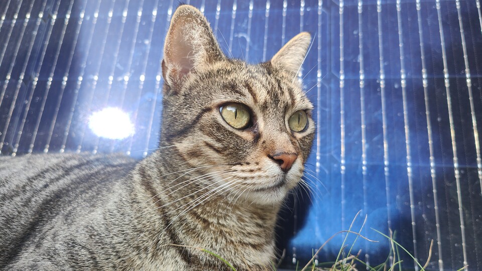 Protipp: Katzen sehen vor Solarpanels zwar toll aus, sie werfen aber auch Schatten und das senkt die Stromerzeugung. Böse Miez!