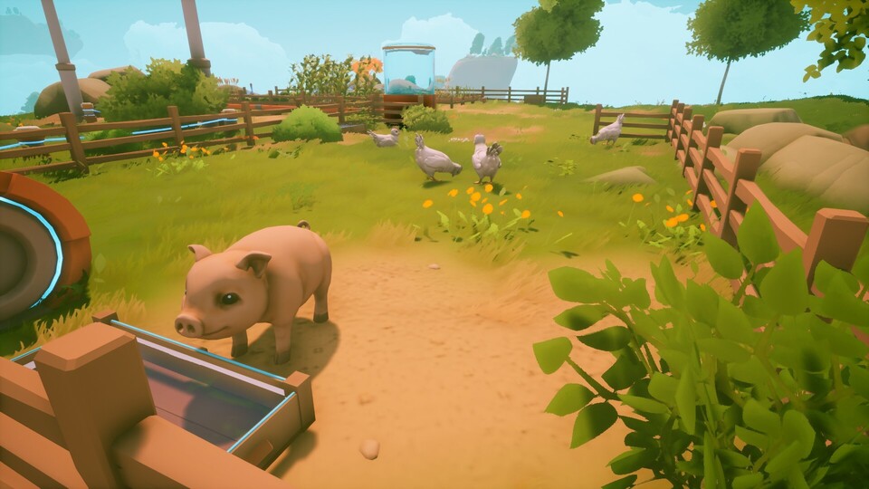 Diese putzigen Schweine sind kein Schinkenlieferant, sondern geschätzte Mitbewohner!
