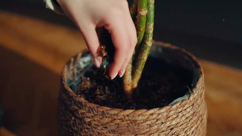 Unser elektrischer Komposter ist nun seit einigen Wochen im Einsatz - und er hat sowohl meine Frau, mich und unsere Pflanzen überzeugt.