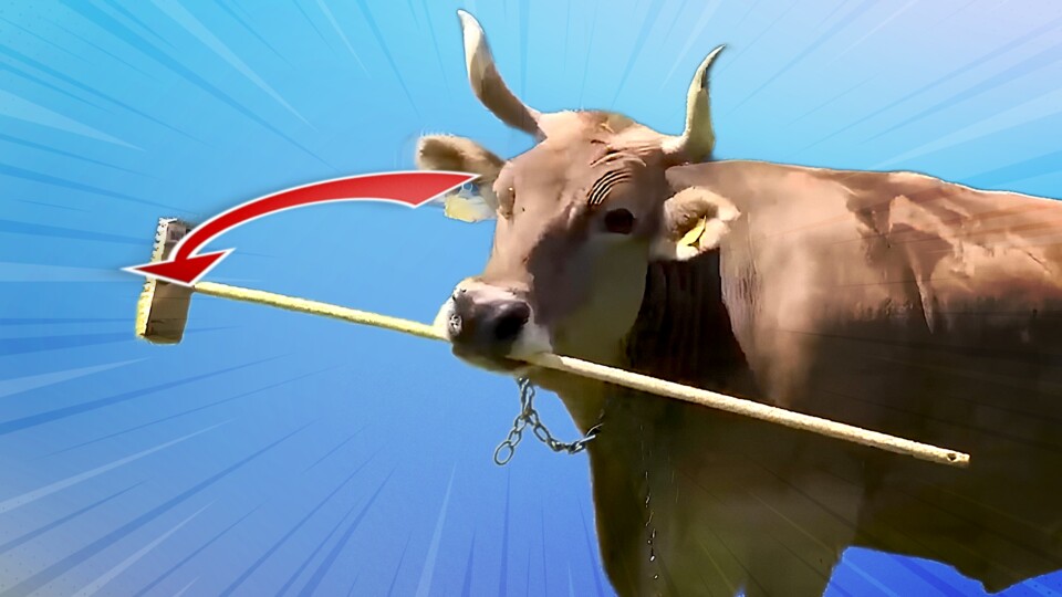 Veronika liebt ihren Besen, befreit er sie doch vom störendem Juckreiz.
(Bildquelle: current-biology, Antonio Osuna-Mascaró)