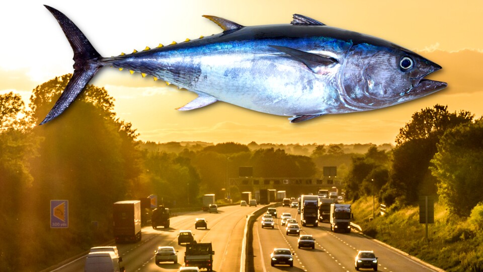 Als wären die Autobahnen in Großbritannien nicht schon voll genug, kommt jetzt (vermeintlich) auch noch ein Thunfisch dazu - hoffentlich beherrscht er den Linksverkehr! (Bild: stock.adobe.com)