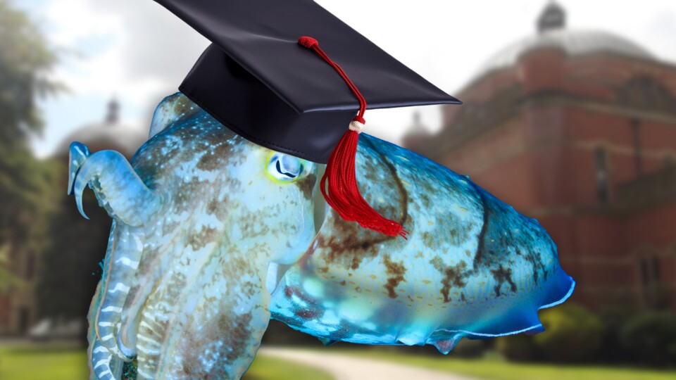 Dass Tintenfische bald schon im akademischen Bereich brillieren, darf bezweifelt werden. Beeindruckend sind ihre kognitiven Fähigkeiten dennoch. (Elliot BrownFlickr; quino, AIstudio1Adobe Stock)