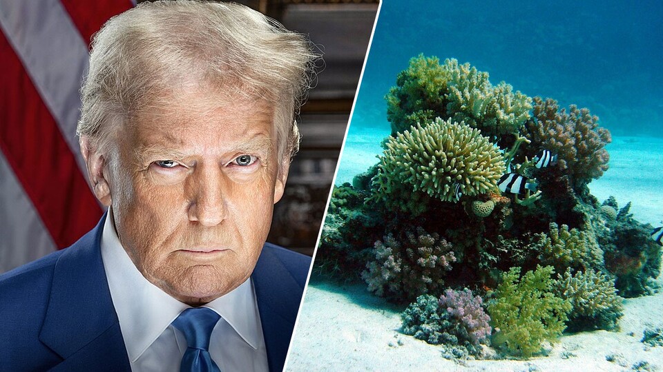 Die US-Regierung war Berichten zufolge auf die Exportblockade von China vorbereitet (Bild Trump: Daniel Torok)
