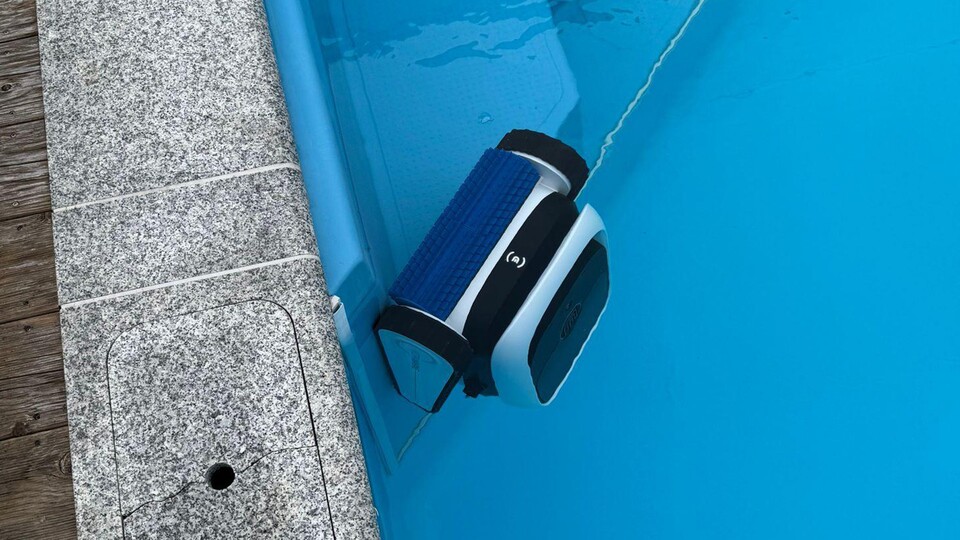 Wände, Treppen, alles kein Problem. Der Ultramarine klettert und putzt sich fleißig nach oben, solange er genug Platz hat.